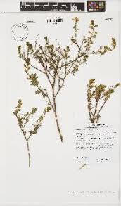 Image result for Macrotyloma daltonii