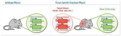 Tissue Specific Knockout Mouse How To Focus On One Tissue Genoway