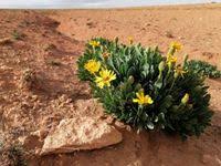 Image result for Hertia