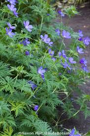 On the street of alberto way and street number is 439. Pin On Mixed Borders Flowers