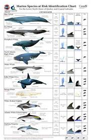 marine species at risk identification chart whale marine