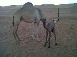 Camel ride in the morning, traditional lunch in a berber village where a family will welcome you in the moroccan way, and discovery of the desert by quad in the afternoon. Camel Ride With Us Videos Facebook