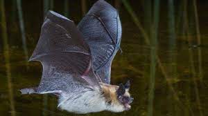 Check spelling or type a new query. Do You Need Rabies Shots If A Bat Gets In Your House Experts Disagree Huffpost Life