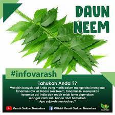 Check spelling or type a new query. ð——ð—®ð˜‚ð—» ð—¡ð—²ð—²ð—º Mungkin Banyak Dari Varash Herbal Healing Oil Facebook