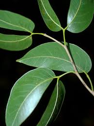 Image result for Hymenaea courbaril