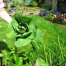 Check spelling or type a new query. Planting Growing And Harvesting Cabbage In The Garden Dengarden