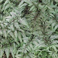 Image result for Athyrium newtonii