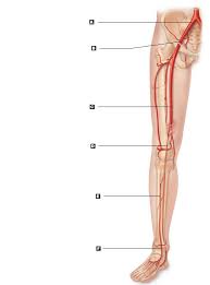 These four veins converge just below the knee to become the popliteal vein at the back of the knee and then eventually the femoral vein in the thigh. Art Labeling Quiz