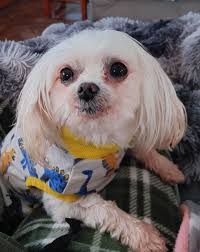 Maxx's (sitting in front) biopsy came back and is benign!! Whoop whoop.. Me  doing a happy dance at the vet was an understatement since Chloe (pictured  behind Maxx) is a cancer survivor.. |