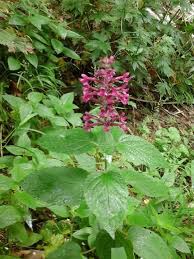 Image result for Stachys