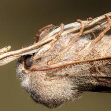 Image result for Ochthocharis