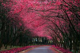 Palm tree and white sand beach panoramic view. Pink Leaf Trees Branch Road Hd Wallpaper Wallpaper Flare