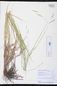 Image result for Urochloa dictyoneura