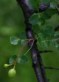 Image result for Commiphora tenuipetiolata