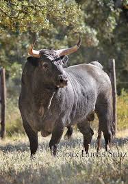 Beastly Bulls Bull Pictures Bull Cow Bull Riding