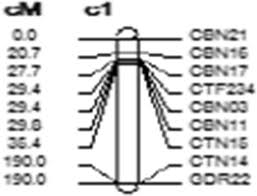 Image result for Cyamopsis serrata