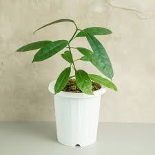 Image result for hoya multiflora