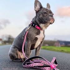 Smart Id Collar Leopard Pink Max Molly Urban Pets