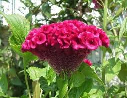 Cockscomb Seeds For Sale Burgundy 1 00 Pack Fall Flowers Flowers Flower Farm