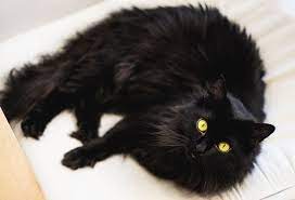 They love to curl up in a lap and allow you to stroke their beautiful coat but they also. Cat Breed Corner Chantilly Tiffany Mad Paws Blog