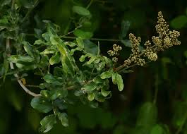 Image result for Deinbollia kilimandscharica