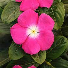 Vinca Titan Rose Halo F1 In 2021 Flowers Rose Vinca