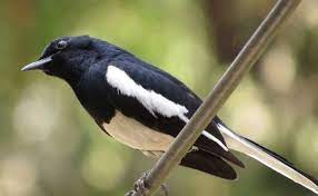 Pin On Masteran Suara Burung Kicau