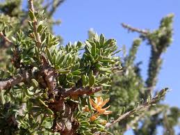 Image result for Maerua parvifolia