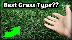 Having A Nice Looking Lawn Comes With Its Own Set Of Responsibilities And Maintenance When Choosing Between Bermuda And Fescu Grass Type Fescue Bermuda Grass