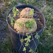 Image result for Kedrostis africana