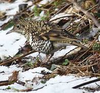 トラツグミ | 但馬の情報発信ポータルサイト「但馬情報特急」