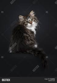 Another formal breed name is the moscow semi. Cute Black Tabby White Image Photo Free Trial Bigstock