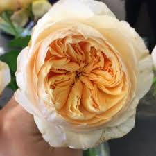 Maybe you would like to learn more about one of these? Bay Area Wholesale Flower Market 15 Photos 26 Reviews Florists 4050 Alder Ave Fremont Ca Phone Number Yelp