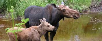 Moose Vs. Elk