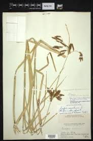 Image result for Bolboschoenus glaucus