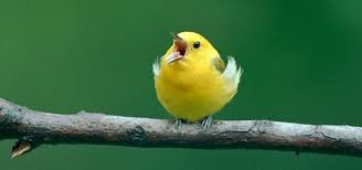 Sound Of Birds Chirping In The Morning Mp3 Free Download Birds Chirping Sound Effect Free Sound Clips Animal Sounds