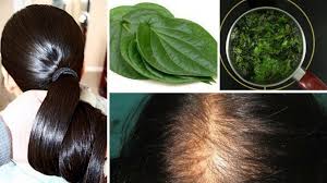 It is the source of alkaloids that are known to be the active proteins that help promote hair growth. Ayurveda And Hair Loss Ayurveda Bansko