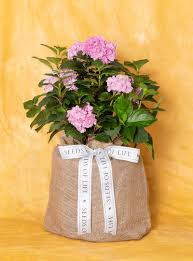 Image result for Hydrangea