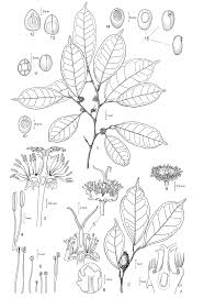 Image result for Trilepisium madagascariense
