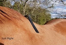 Selecting The Correct Gullet For Your Horse Saddle Fitting