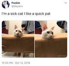 I M A Sick Cat I Like A Quick Pat Memes