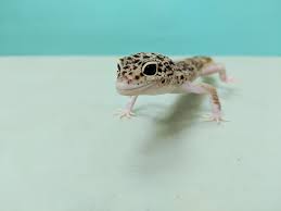 Image result for gecko
