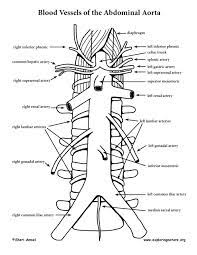 Prep for a quiz or learn for fun! Image Result For Arteries Anatomy Labeled Thoracic Descending Aorta Abdominal Aorta Arteries Anatomy Medical Terminology Study