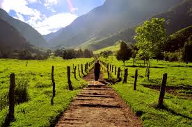 Resultado de imagen para valle del cocora