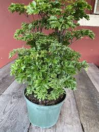 Image result for Polyscias