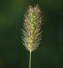 Image result for Setaria parviflora