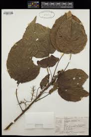 Image result for Alchornea cordifolia