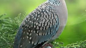 Ciri ciri burung tekukur yang bisa dijadikan pikat atau tidak (untuk pemula). 10 Cara Membuat Burung Tekukur Rajin Bunyi Arenahewan Com