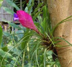 Tillandsia Photos Tillandsia Lindenii Tillandsia Garden Pictures Plants