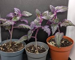 Image result for Gynura scandens